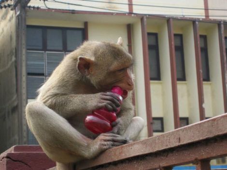 A Monkey Thief in Lopburi. Thailand